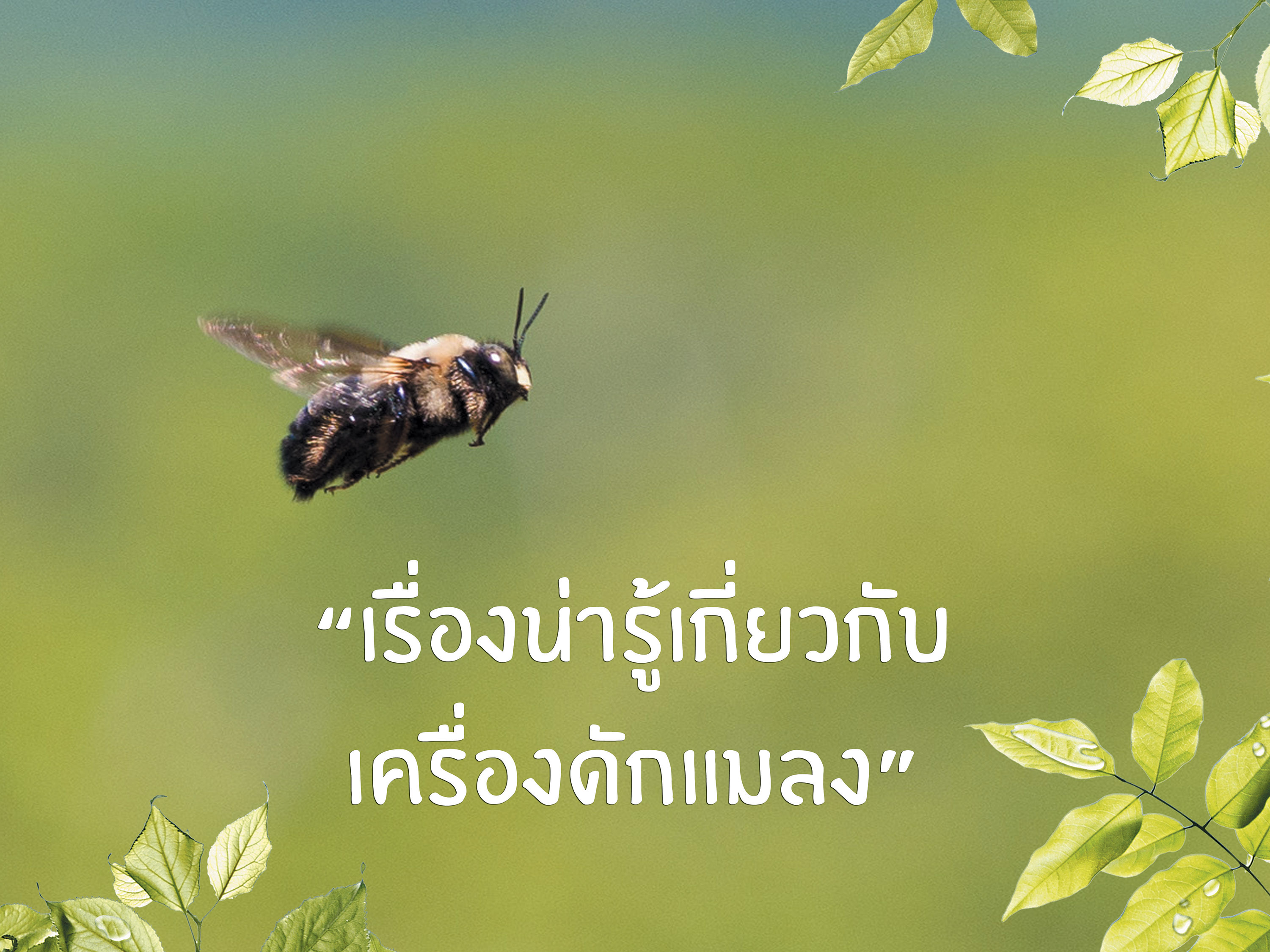 เรื่องน่ารู้เกี่ยวกับเครื่องดักแมลง
